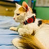 animal, bed, blanket, bow_tie, calico, cat, closeup, cute, domestic_animal, feline, fur, halloween, indoor, pet, profile, pumpkin, relaxed, resting, soft, whiskers