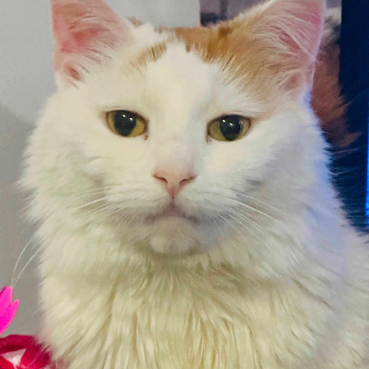 Callie joined the competition — help win amazing prizes! animal, calm, cat, close_up, cute, domestic_cat, ears, face, feline, fluffy, indoor, looking_at_camera, orange_fur, pet, pink_nose, portrait, soft_fur, whiskers, white_fur, yellow_eyes