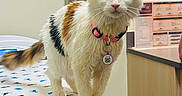 Callie joined the competition — help win amazing prizes! animal, black_patches, cabinet, cat, clinical_setting, curious, ears, eyes, fur, indoor, metal_table, orange_patches, pet, pink_collar, poster, standing, tag, veterinary_clinic, whiskers, white_cat