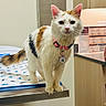 animal, black_patches, cabinet, cat, clinical_setting, curious, ears, eyes, fur, indoor, metal_table, orange_patches, pet, pink_collar, poster, standing, tag, veterinary_clinic, whiskers, white_cat