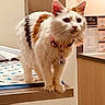 Callie is registered to the contest to win money with this photo: alert, animal, background, calico, cat, clinic_room, collar, curious, ears, face, fur, id_tag, indoor, paws, pet, soft_lighting, standing, table, veterinary_clinic, whiskers