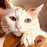 Callie joined the competition — help win amazing prizes! amber_eyes, animal, calm, cat, close_up, cute, domestic_cat, fabric, feline, fur, indoor, logo, orange_cat, paw, pet, portrait, resting, soft_light, whiskers, white_cat