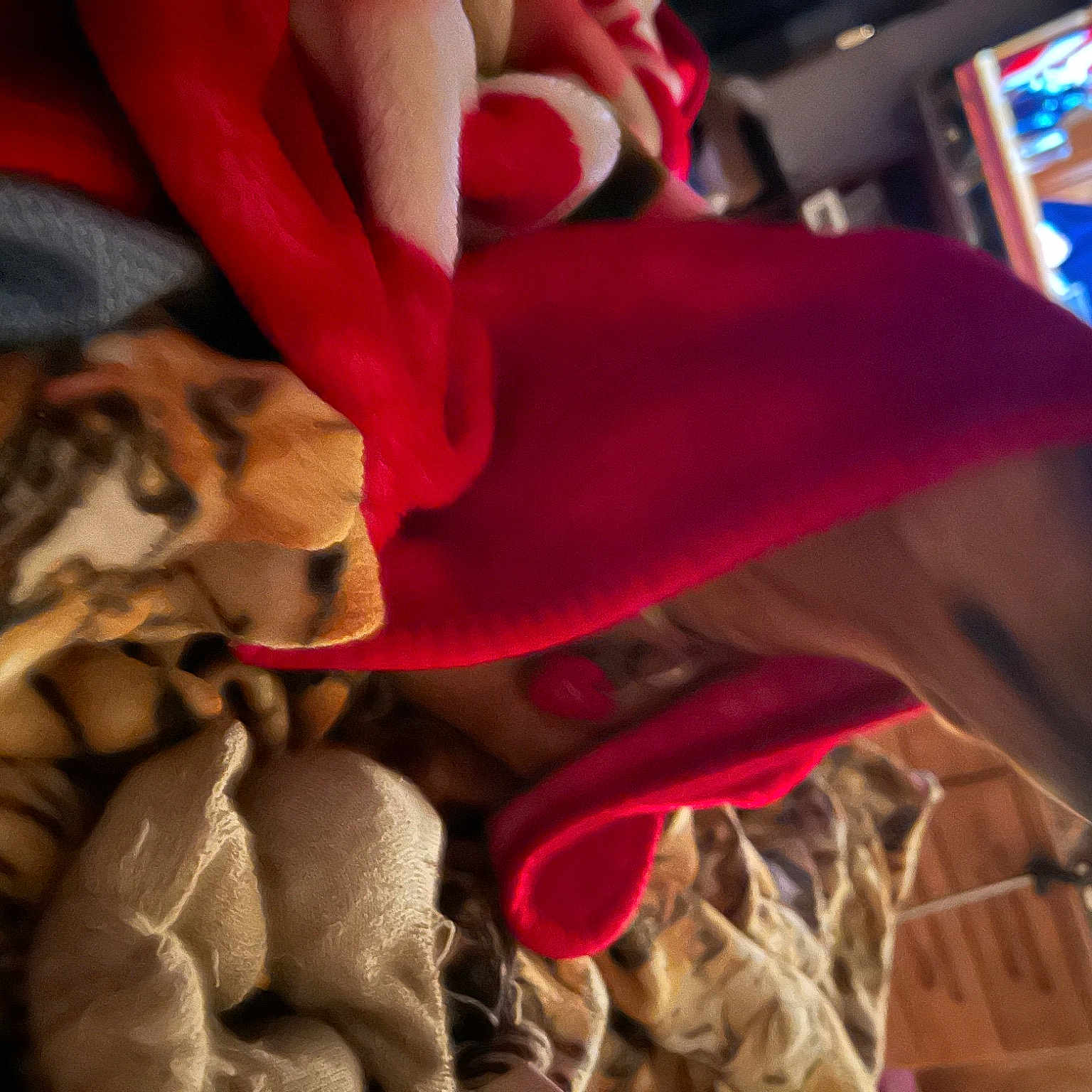 Skeeter joined the competition — help win amazing prizes! canidae, carmine, carnivore, comfort, companion_dog, dog, dog_breed, fashion_accessory, fawn, fictional_character, fun, fur, human_leg, lap, linens, magenta, snout, sporting_group, toy_dog, vertebrate