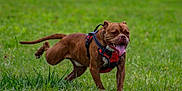 Bubba is registered to the contest to win money with this photo: active, animal, brown_dog, canine, dog, energetic, field, grass, grassland, happy, mammal, nature, outdoor, park, pet, playful, red_harness, running, summer, tongue_out