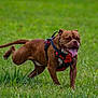 active, animal, brown_dog, canine, dog, energetic, field, grass, grassland, happy, mammal, nature, outdoor, park, pet, playful, red_harness, running, summer, tongue_out