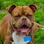 Bubba joined the competition — help win amazing prizes! animal, blue_tag, brown_dog, canine, close_up, collar, cute, dog, dog_tag, friendly, grass, happy, nature, outdoor, panting, pet, portrait, summer, tongue_out, white_chest