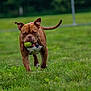 Bubba is registered to the contest to win money with this photo: active, animal, brown_dog, canine, closeup, daytime, dog, ears, fence, fetch, field, grass, greenery, outdoor, pet, playful, running, tail, tennis_ball, walking