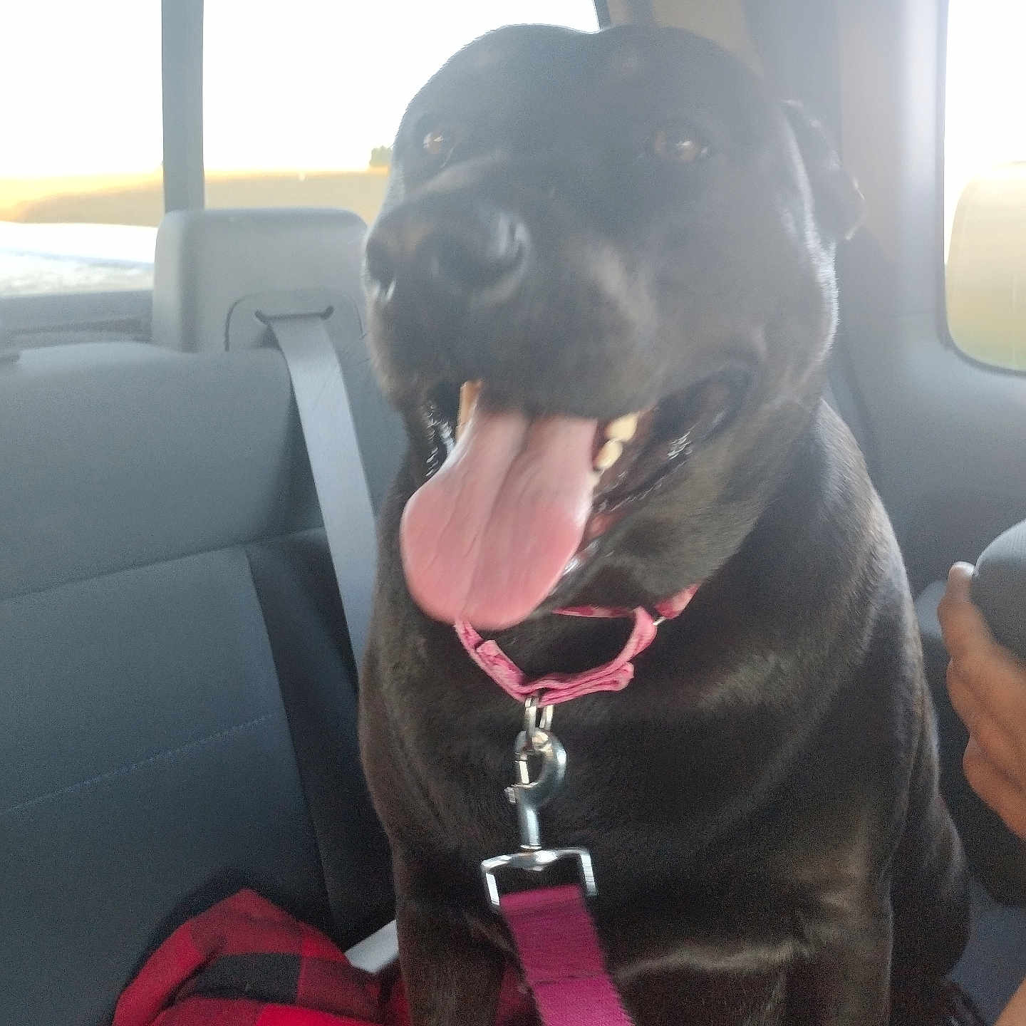 Pebbles is registered to the contest to win money with this photo: accessories, animal, belt, bodypart, canine, cushion, dog, face, harness, head, homedecor, hound, labradorretriever, leash, mouth, person, pet, puppy, seatbelt, strap