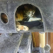 Tella joined the competition — help win amazing prizes! abyssinian, animal, armchair, blanket, cat, chair, couch, den, doghouse, furniture, hole, homedecor, indoors, kennel, kitten, manx, pet, siamese, slate, wood