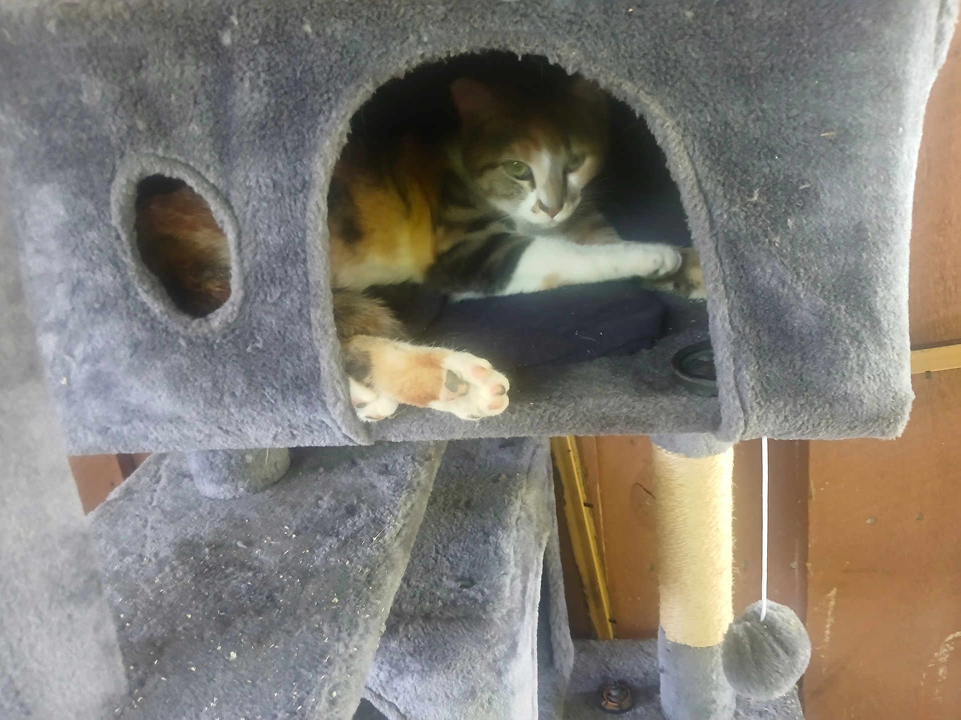 Tella
