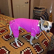 Ruby joined the competition — help win amazing prizes! dog, pet, pink_clothing, bed, blanket, crocheted_blanket, indoor, room, laundry_basket, flash, animal, small_dog, carpet, door, collar, furniture, household, looking, standing, domestic