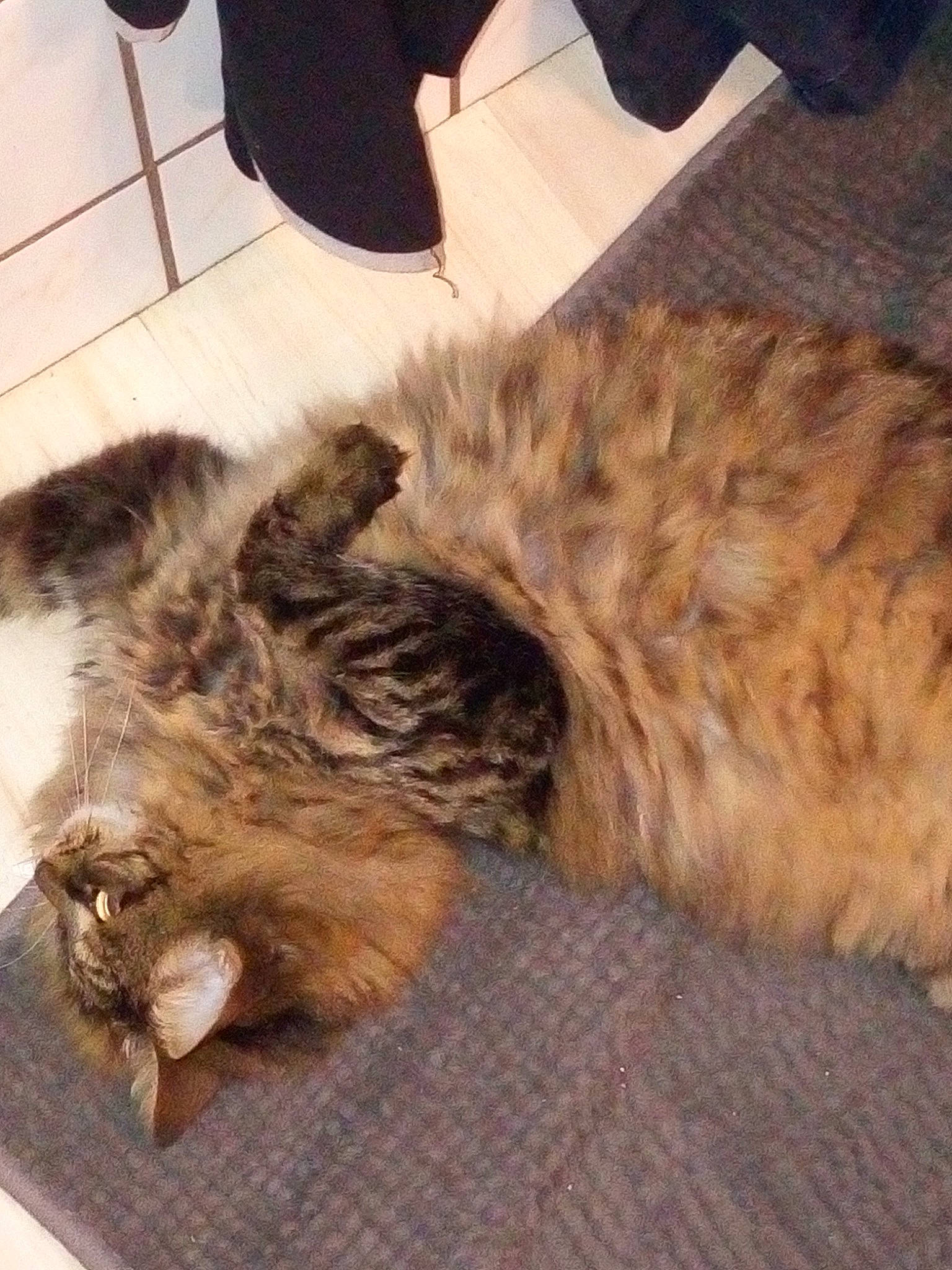 Nessy participe au concours pour gagner de l'argent avec cette photo : carnivore, cat, domestic_long_haired_cat, european_shorthair, fawn, felidae, fur, maine_coon, norwegian_forest_cat, small_to_medium_sized_cats, tabby_cat, tail, textile, whiskers