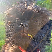 Olive joined the competition — help win amazing prizes! dog, close_up, nose, whiskers, black_fur, lens_flare, sunlight, outdoor, grass, collar, tag, portrait, furry, pet, small_dog, snout, mouth, eyes, nature, sunshine