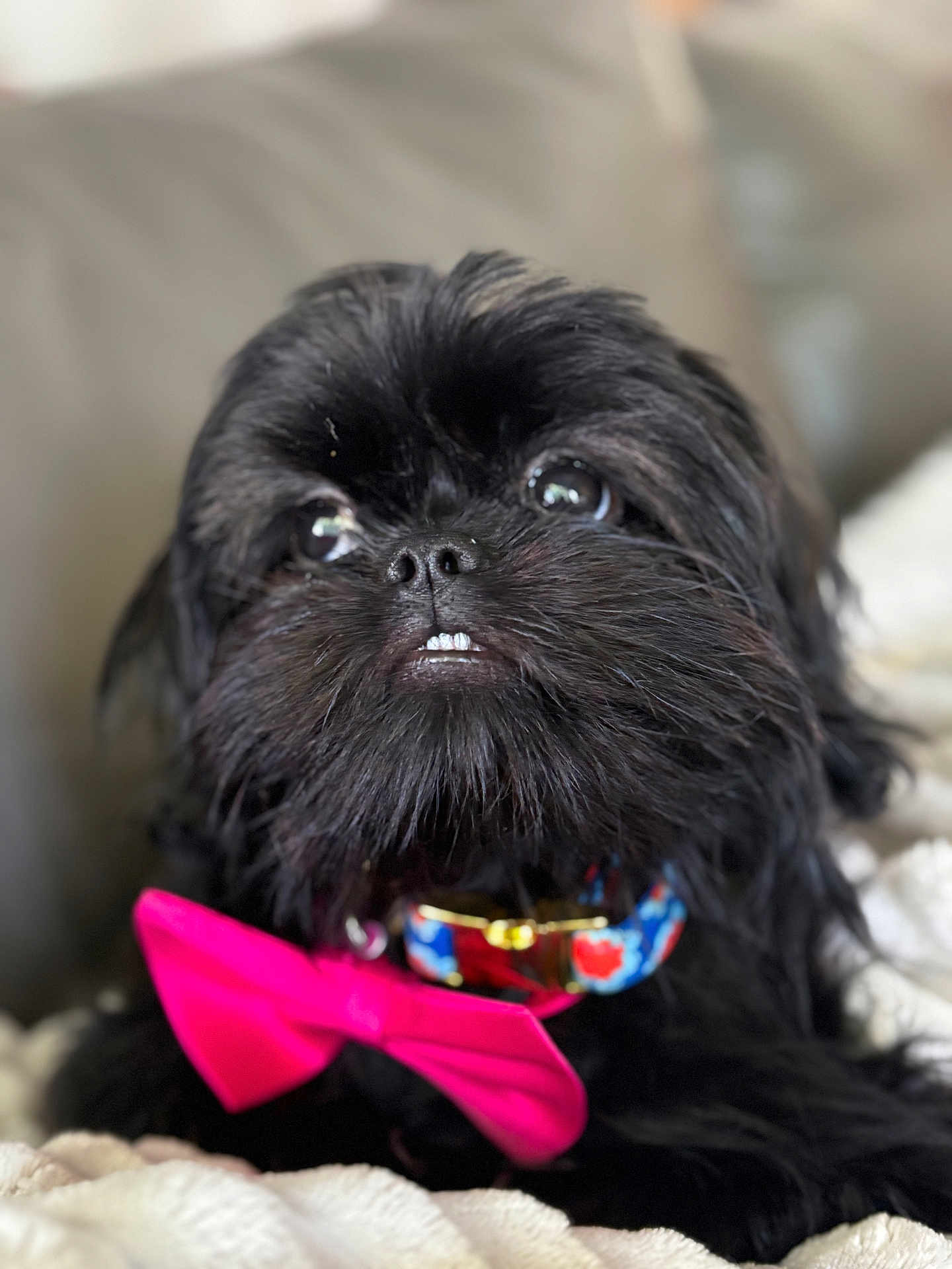 Olive joined the competition — help win amazing prizes! dog, puppy, black_fur, bow_tie, collar, close_up, portrait, whiskers, teeth, cute, expressive_eyes, bokeh, shallow_depth_of_field, indoor, couch, blanket, pet_accessory, furry, small_dog, playful
