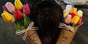 Olive is registered to the contest to win money with this photo: dog, tulips, flowers, bouquet, ribbon_bow, kraft_paper, hardwood_floor, pet, black_fur, nose, teeth, indoor, closeup, shallow_depth_of_field, bokeh, gift, decoration, symmetry, adorable, portrait