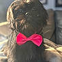 dog, small_dog, black_fur, bow_tie, pink_bow, portrait, pet, adorable, furry, sitting, couch, blanket, closeup, shallow_depth_of_field, indoor, sunlight, eyes, nose, whiskers, stylish