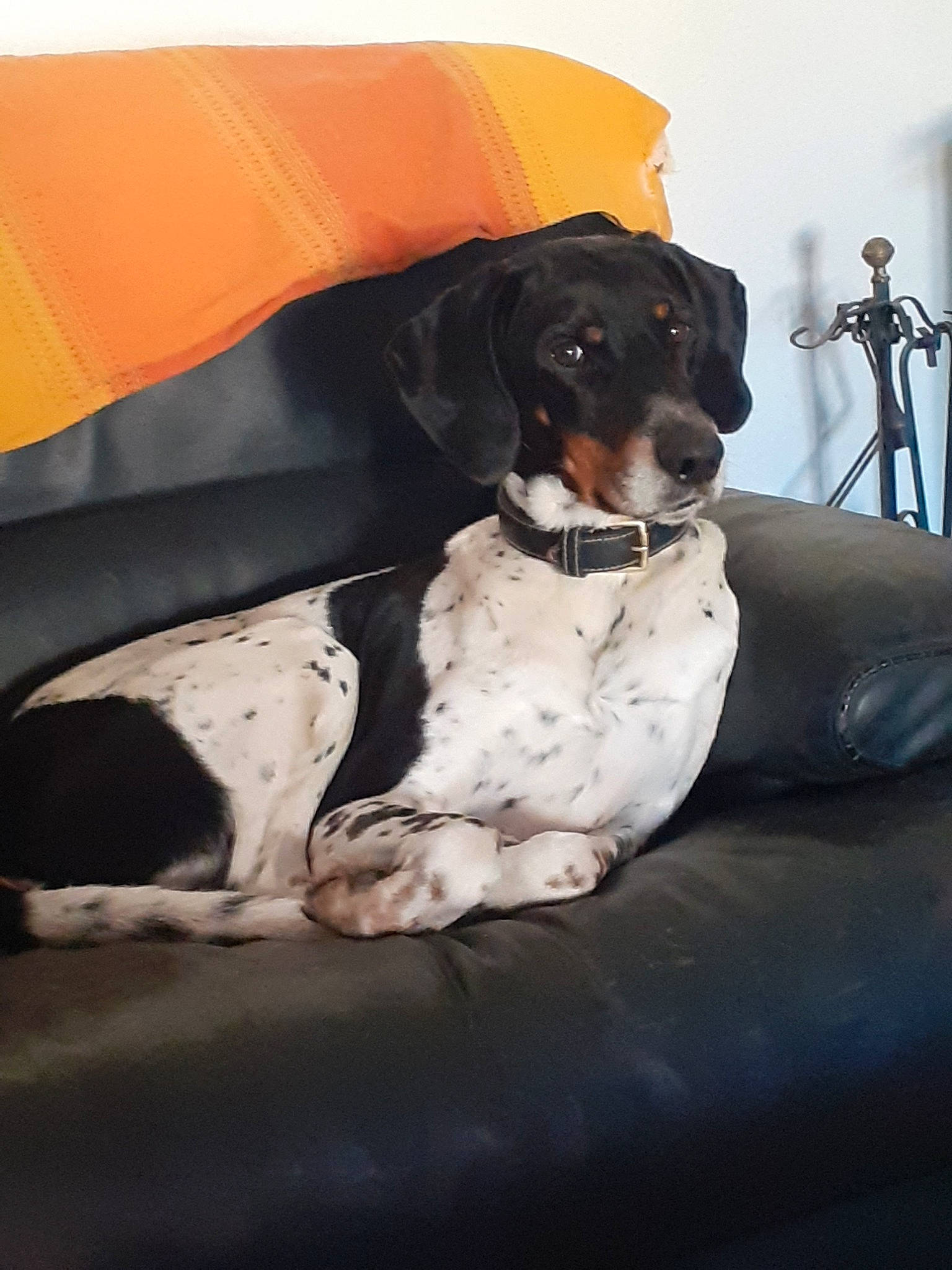 Hasko participe au concours pour gagner de l'argent avec cette photo : canidae, carnivore, companion_dog, coonhound, dog, dog_breed, hunting_dog, mammal, pointer, rare_breed_dog, sporting_group, treeing_walker_coonhound, vertebrate