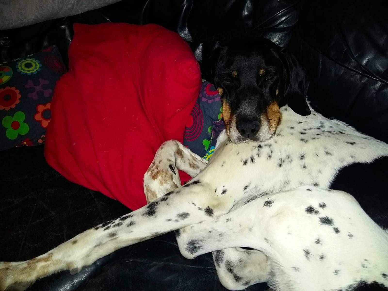 Hasko a rejoint le concours — aidez-le/la à gagner de superbes lots ! braque_dauvergne, canidae, carnivore, companion_dog, dalmatian, dog, dog_breed, english_setter, fur, mammal, non_sporting_group, old_danish_pointer, pointer, pointing_breed, retriever, setter, sporting_group