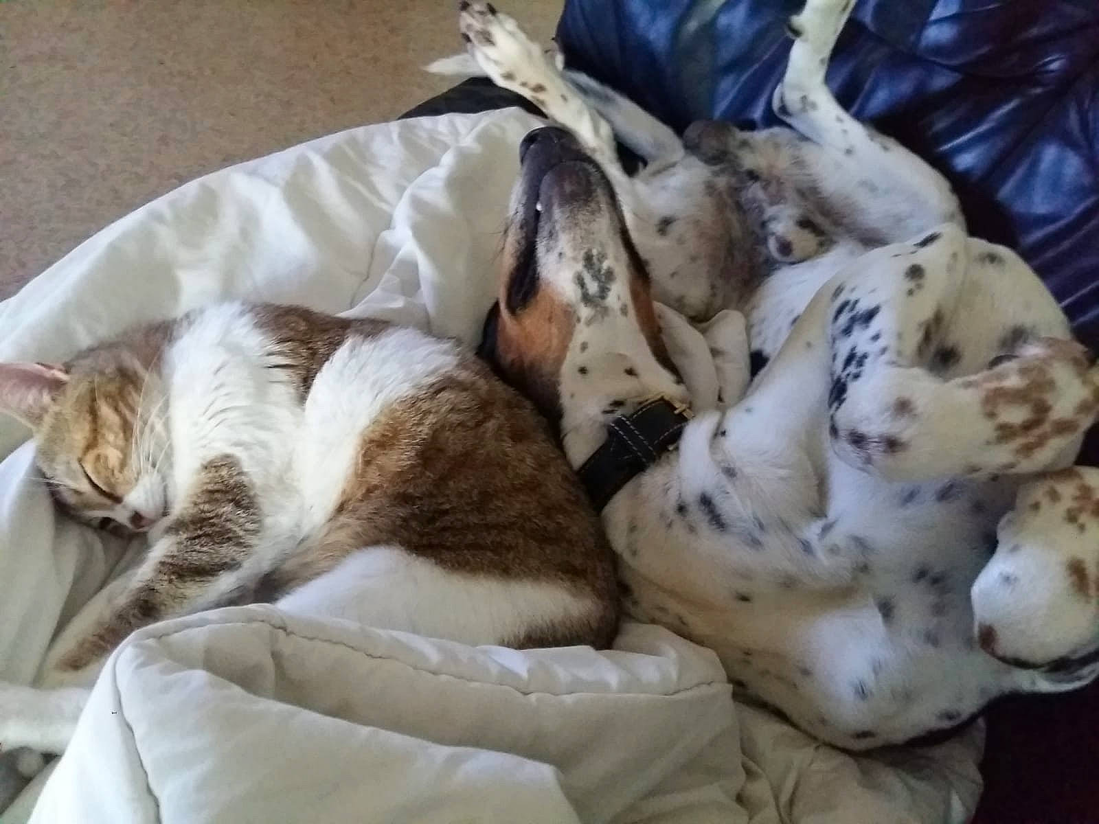 Hasko participe au concours pour gagner de l'argent avec cette photo : canidae, carnivore, companion_dog, dog, dog_breed, nap, non_sporting_group, pointer, puppy, puppy_love, sporting_group