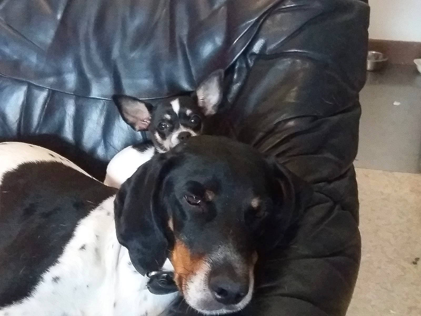 Hasko a rejoint le concours — aidez-le/la à gagner de superbes lots ! canidae, carnivore, companion_dog, dachshund, dog, dog_breed, mammal, rat_terrier, snout, vertebrate