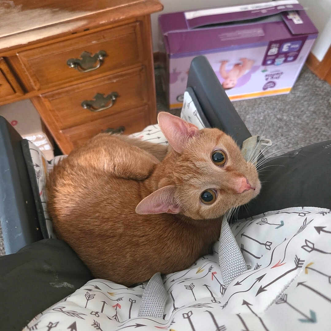 Jack Skellington is registered to the contest to win money with this photo: cat, ginger_cat, curled_up, blanket, patterned_blanket, indoor, wooden_drawer, baby_box, floor, carpet, curious, looking_up, pet, feline, ears, whiskers, close_up, cozy, domestic, resting