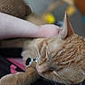 Jack Skellington joined the competition — help win amazing prizes! cat, ginger_cat, sleeping, pet, animal, fur, whiskers, close_up, relaxing, hand, lap, indoor, cozy, cute, domestic_cat, resting, feline, soft_focus, comfort, peaceful