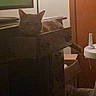 cat, drawer, furniture, indoor, dim_lighting, television, wooden, resting, pet, carpet, room, electronics, relaxed, household, storage, door, object, orange_wall, toy, shadow