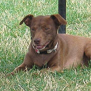 Regine Viguier a rejoint le concours — aidez-le/la à gagner de superbes lots ! animal, brown_dog, canine, closeup, collar, daylight, dog, ears, field, fur, grass, laying_down, mammal, nature, outdoor, pet, relaxed, resting, summer, tongue