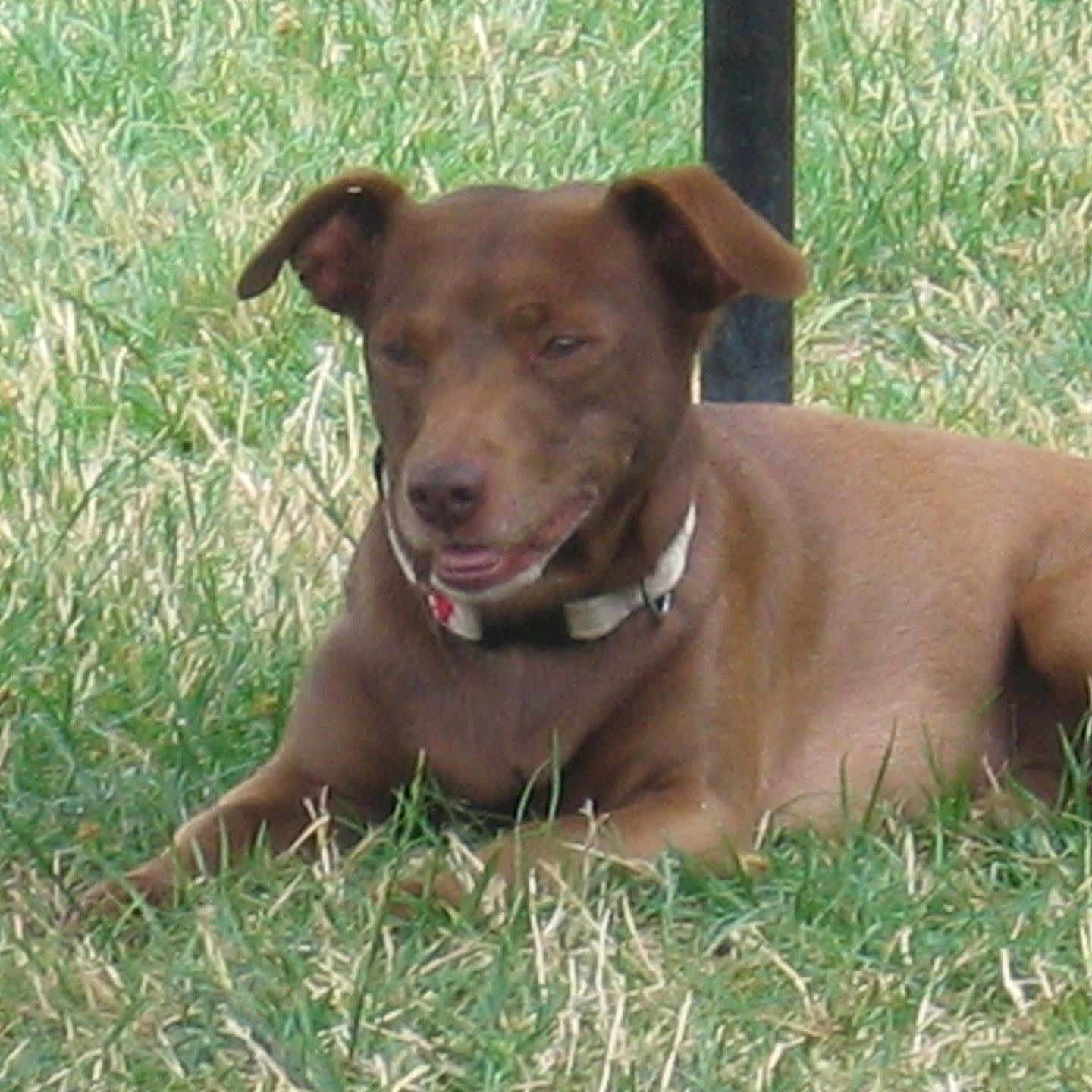 Regine Viguier a rejoint le concours — aidez-le/la à gagner de superbes lots ! animal, brown_dog, canine, closeup, collar, daylight, dog, ears, field, fur, grass, laying_down, mammal, nature, outdoor, pet, relaxed, resting, summer, tongue