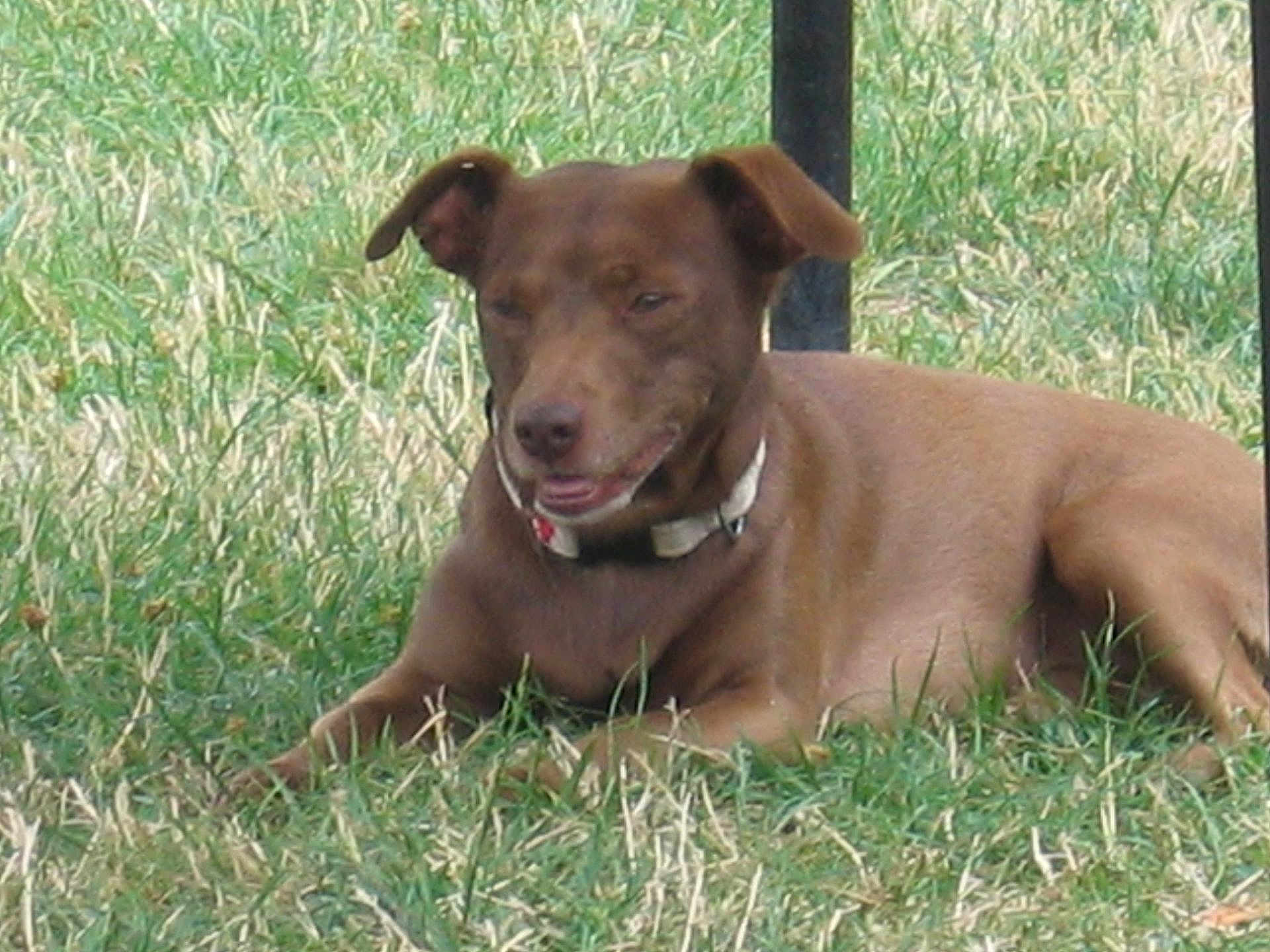 Regine Viguier a rejoint le concours — aidez-le/la à gagner de superbes lots ! animal, brown_dog, canine, closeup, collar, daylight, dog, ears, field, fur, grass, laying_down, mammal, nature, outdoor, pet, relaxed, resting, summer, tongue