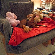 Prune a rejoint le concours — aidez-le/la à gagner de superbes lots ! dog, stuffed_animal, armchair, blanket, lamp, side_table, book, glasses, floor_tile, cozy, indoor, pet, relaxing, brown_dog, plush_toy, red_blanket, gray_cover, warm_light, home_interior, resting