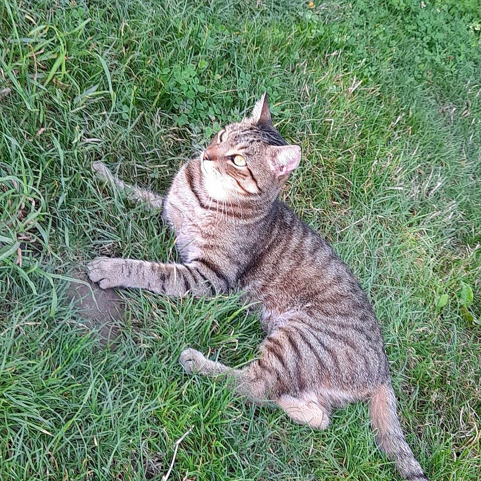 Mino