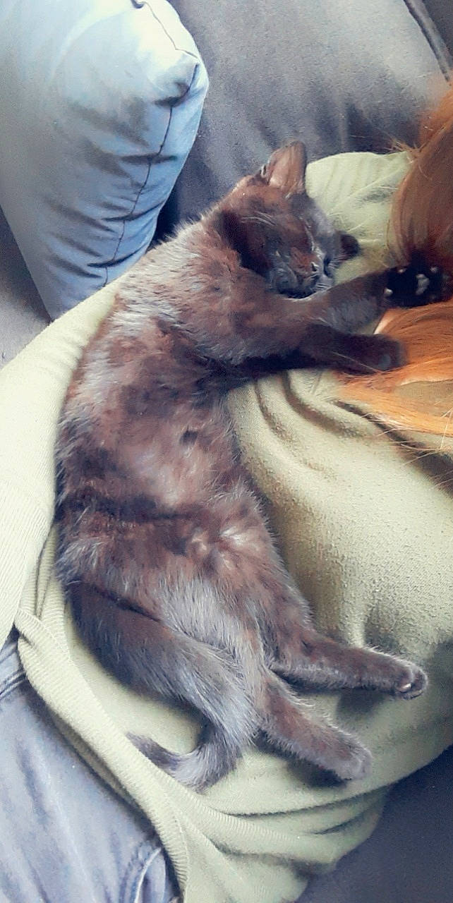 Swann a rejoint le concours — aidez-le/la à gagner de superbes lots ! carnivore, cat, comfort, domestic_short_haired_cat, fawn, felidae, fur, grey, lap, paw, sitting, small_to_medium_sized_cats, tail, thai, whiskers