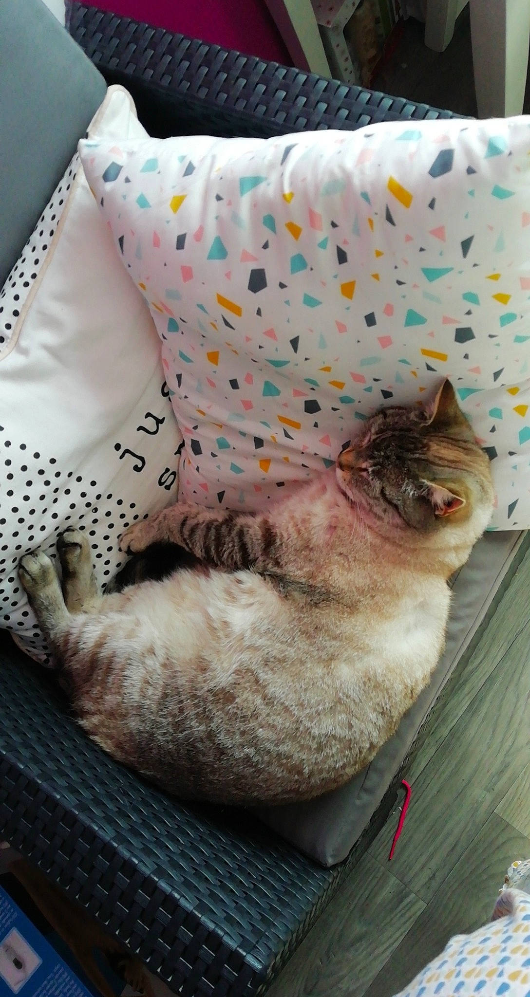 Happy participe au concours pour gagner de l'argent avec cette photo : bedding, carnivore, cat, cat_supply, comfort, domestic_short_haired_cat, fawn, felidae, fur, linens, nap, pattern, pillow, room, siamese, small_to_medium_sized_cats, tail, textile, throw_pillow, whiskers