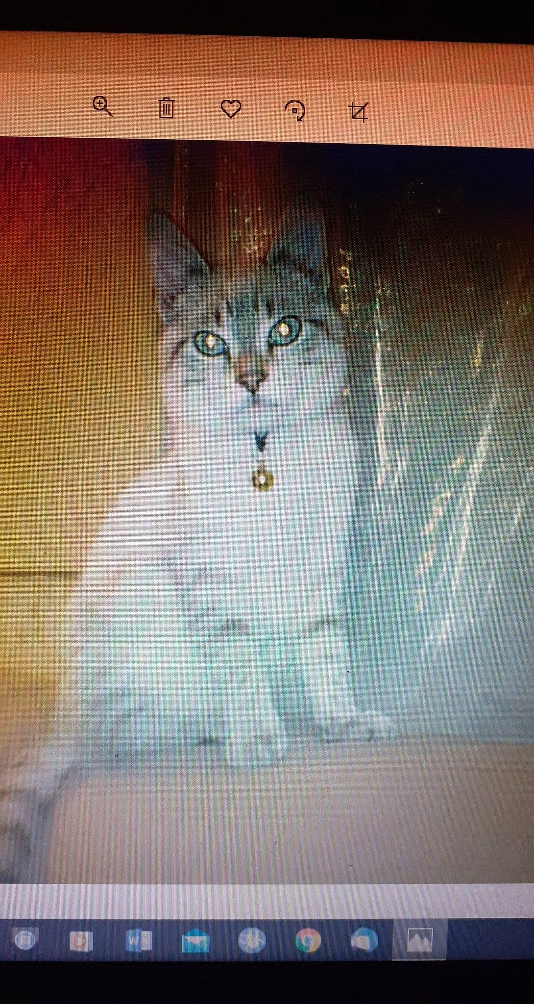 Happy a rejoint le concours — aidez-le/la à gagner de superbes lots ! art, carnivore, cat, domestic_short_haired_cat, door, felidae, fur, illustration, internet_meme, iris, paint, paw, rectangle, small_to_medium_sized_cats, snout, tail, terrestrial_animal, visual_arts, whiskers, window