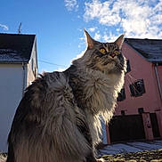 Veïnna participe au concours pour gagner de l'argent avec cette photo : cat, long_fur, fluffy, yellow_eyes, whiskers, moss, outdoor, sky, clouds, backlit, sunlight, perched, sitting, residential, house, roof, portrait, pet, domestic_animal, street