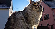 Veïnna participe au concours pour gagner de l'argent avec cette photo : backlit, cat, clouds, domestic_animal, fluffy, house, long_fur, moss, outdoor, perched, pet, portrait, residential, roof, sitting, sky, street, sunlight, whiskers, yellow_eyes