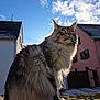cat, long_fur, fluffy, yellow_eyes, whiskers, moss, outdoor, sky, clouds, backlit, sunlight, perched, sitting, residential, house, roof, portrait, pet, domestic_animal, street