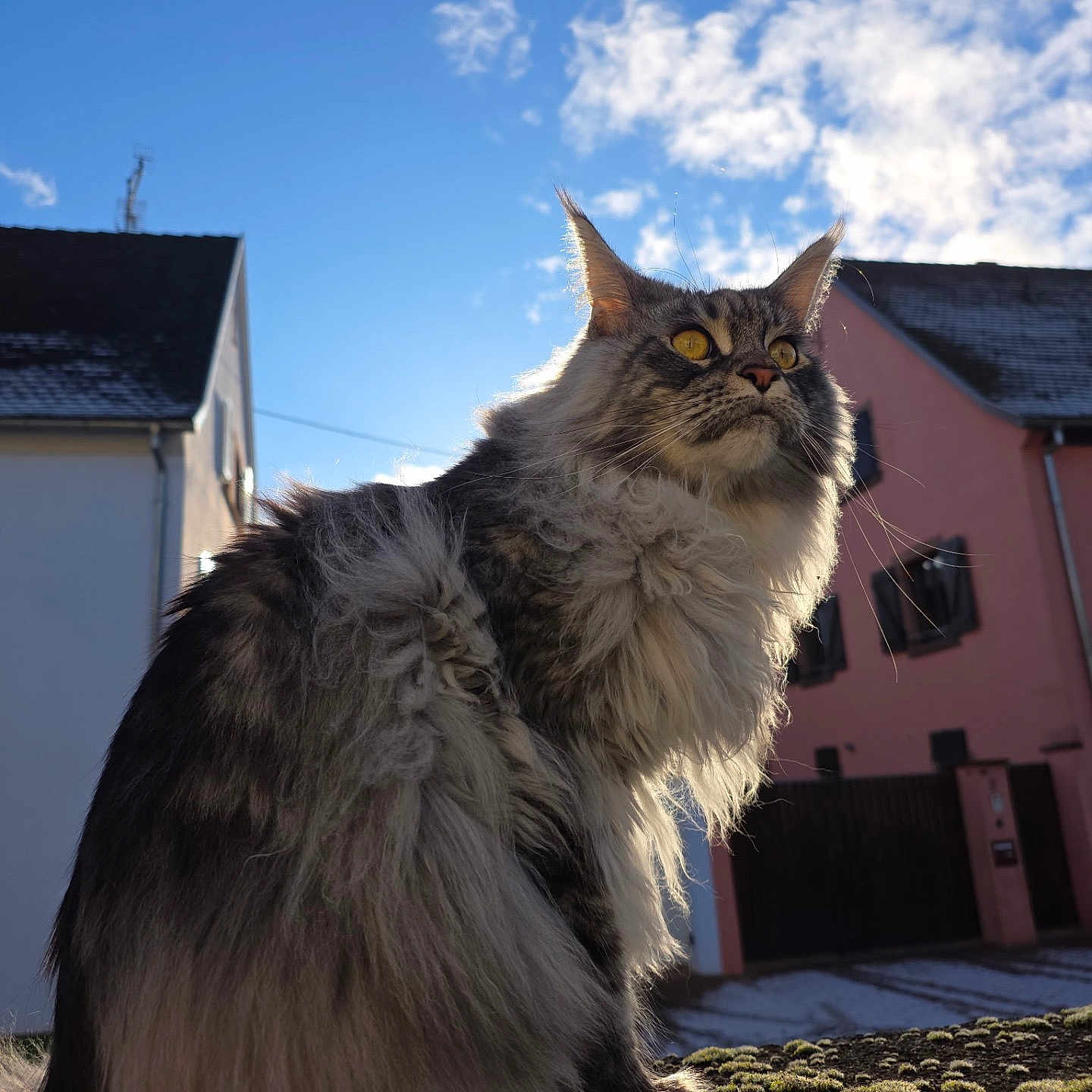 Veïnna participe au concours pour gagner de l'argent avec cette photo : backlit, cat, clouds, domestic_animal, fluffy, house, long_fur, moss, outdoor, perched, pet, portrait, residential, roof, sitting, sky, street, sunlight, whiskers, yellow_eyes