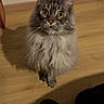 Veïnna a rejoint le concours — aidez-le/la à gagner de superbes lots ! big_eyes, cat, cat_face, closeup, curious, domestic_animal, ears, feline, fur, indoor, long_hair, maine_coon_like, paws, pet, portrait, sitting, slippers, staring, whiskers, wooden_floor