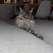 Veïnna participe au concours pour gagner de l'argent avec cette photo : blinds, cat, chair, couch, eyes, feline, flash, fur, furniture, indoor, longhair, lounging, maine_coon, paw, pet, plant, relaxed, sofa, whiskers, window