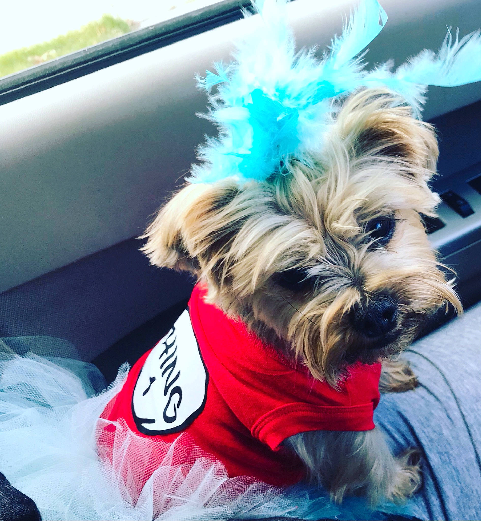 Minnie is registered to the contest to win money with this photo: blue, canidae, carnivore, collar, companion_dog, dog, dog_breed, dog_clothes, dog_collar, dog_supply, electric_blue, fashion_accessory, pet_supply, small_terrier, snout, sporting_group, terrier, toy_dog, vehicle_door, working_animal