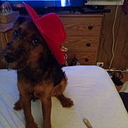 Leroy joined the competition — help win amazing prizes! air_conditioner, animal, bed, brown_dog, cable, canine, cute, dog, fur, furniture, hat, indoor, living_room, pet, red_hat, stick, television, tv, wood_paneling, wooden_dresser