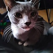 Mr Sir is registered to the contest to win money with this photo: cat, grey_cat, whiskers, close_up, indoor, pet, animal, yellow_eyes, curious, face, feline, domestic_cat, looking_up, fur, cute, mammal, nose, tongue, portrait, sitting