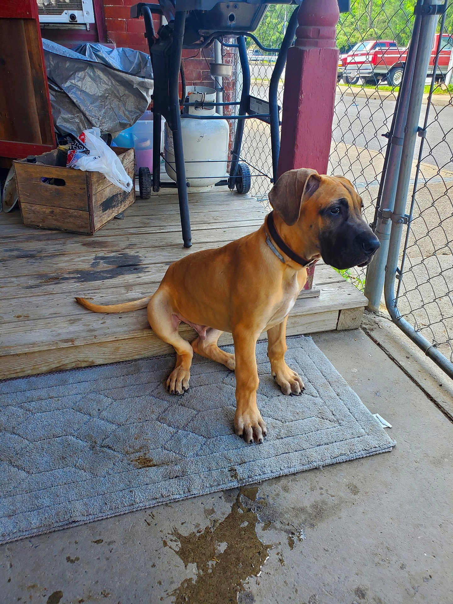 Jaxson is registered to the contest to win money with this photo: dog, puppy, brown_dog, black_muzzle, collar, porch, rug, concrete, wooden_crate, gas_grill, chain_link_fence, street, parked_cars, outdoor, daylight, pet, animal, sitting, curious, calm
