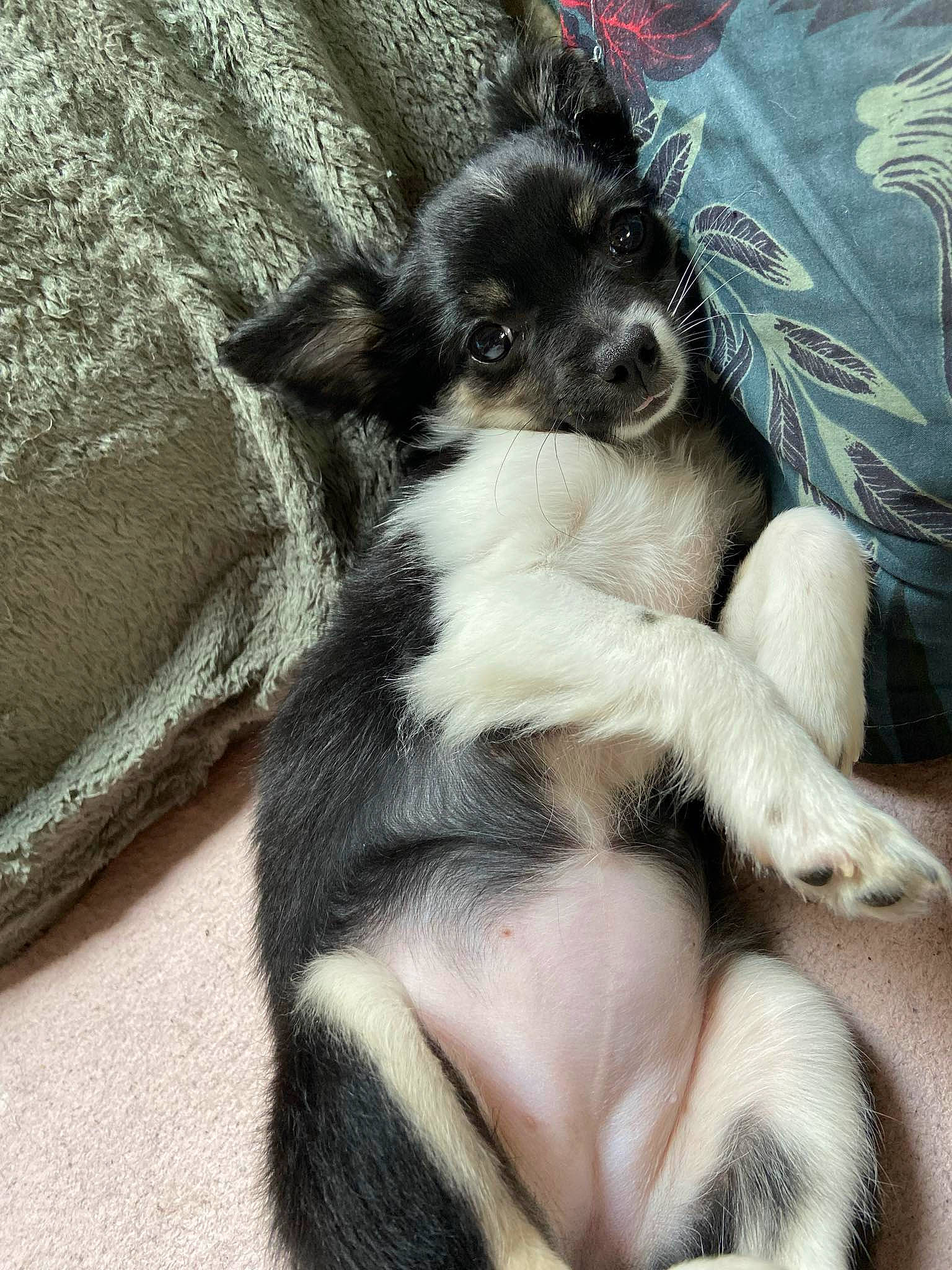 Una a rejoint le concours — aidez-le/la à gagner de superbes lots ! canidae, carnivore, claw, comfort, companion_dog, dog, dog_breed, fawn, fur, paw, puppy, puppy_love, small_terrier, snout, sporting_group, tail, terrestrial_animal, terrier, toy_dog, working_animal