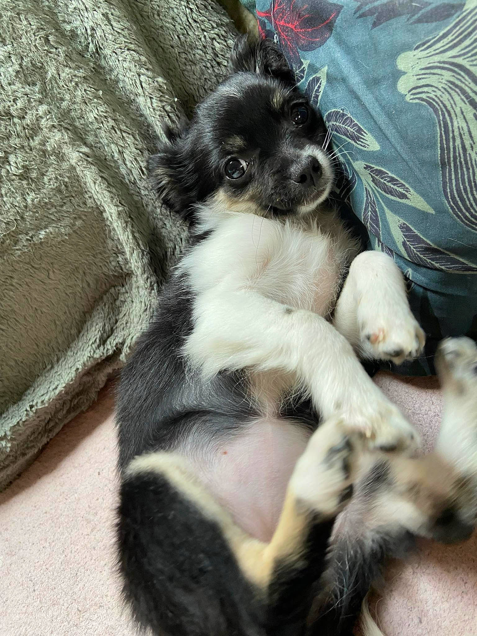 Una participe au concours pour gagner de l'argent avec cette photo : canidae, carnivore, comfort, companion_dog, dog, dog_breed, fur, mal_shi, nap, paw, puppy_love, schnauzer, small_terrier, snout, sporting_group, tail, terrier, toy_dog, whiskers, working_animal