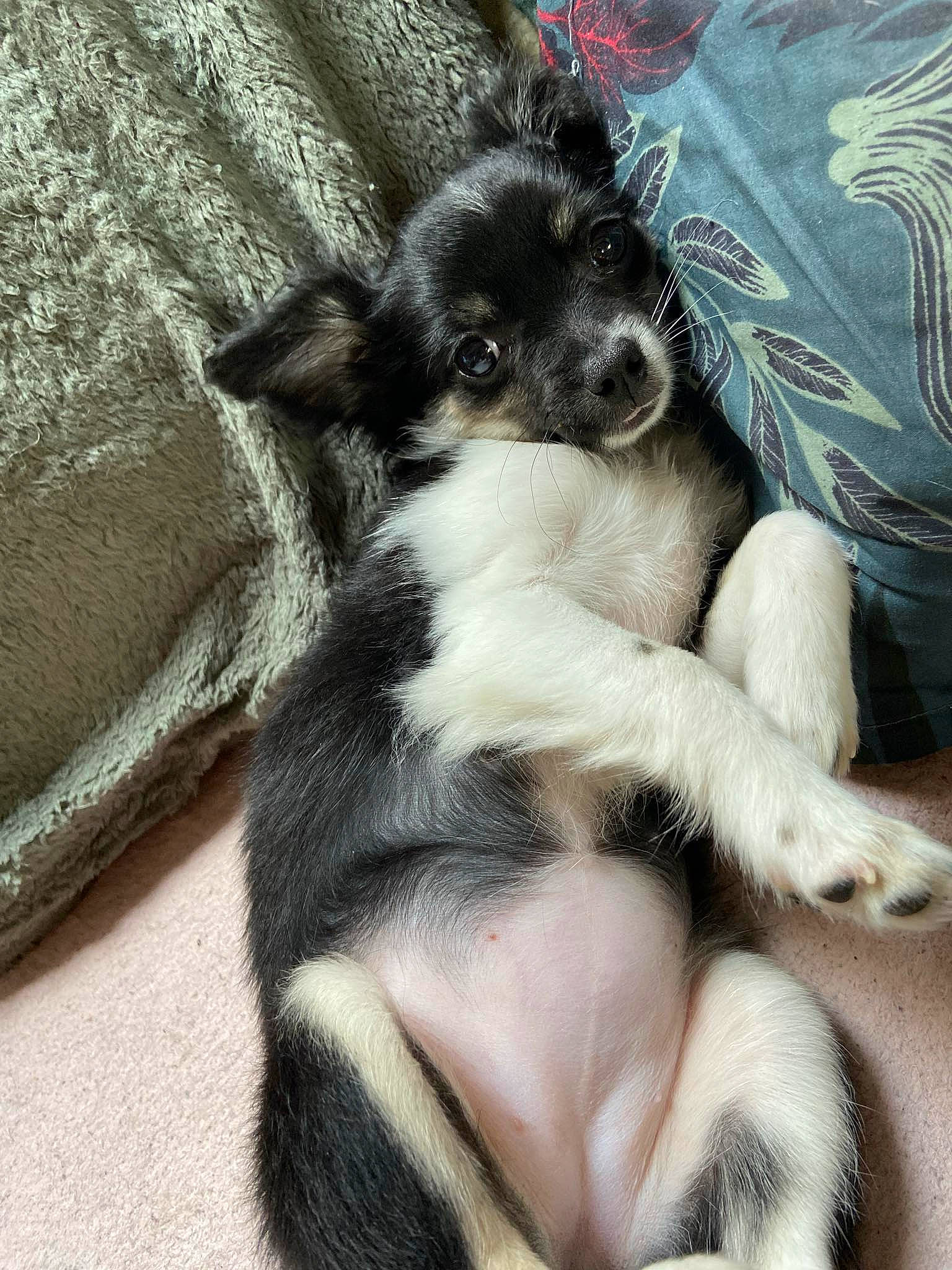 Una a rejoint le concours — aidez-le/la à gagner de superbes lots ! canidae, carnivore, chihuahua, claw, comfort, companion_dog, dog, dog_breed, fawn, foot, fur, paw, puppy, puppy_love, snout, sporting_group, tail, terrestrial_animal, toy_dog, working_animal