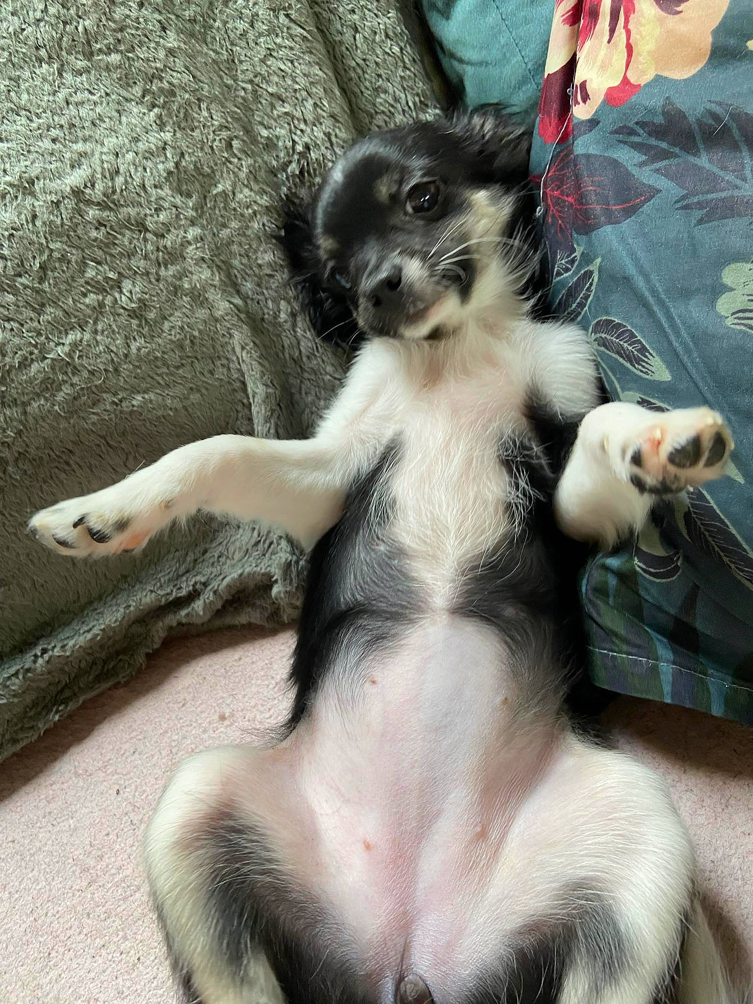 Una participe au concours pour gagner de l'argent avec cette photo : canidae, carnivore, claw, comfort, companion_dog, dog_breed, dress, fawn, felidae, foot, fur, human_leg, paw, small_to_medium_sized_cats, snout, sporting_group, tail, toy, toy_dog, whiskers