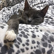 Gamora is registered to the contest to win money with this photo: animal, blanket, cat, closeup, comfortable, cozy, cute, domestic, feline, fur, gray_cat, indoor, paw, pet, relaxed, resting, sleepy, soft_texture, spotted_pattern, white_paw